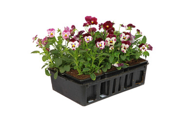 Barquette de Viola cornuta	