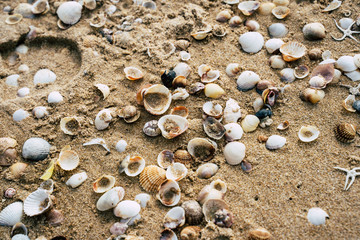 Sea shell on Beach sand.