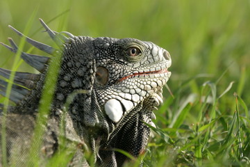 Grüner Leguan