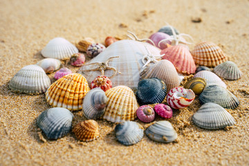 Sea shell on sand.