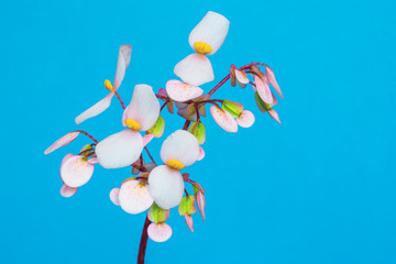 Beautiful white begonia flowers on light blue background