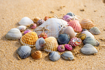 Sea shell on sand.