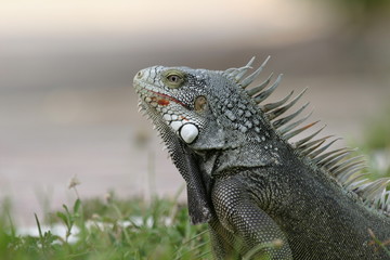 Grüner Leguan