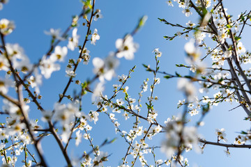 A lot of the delicate white petals on a cherry tree. Spring flowering, preparation for the summer harvest of cherry berries. Against a clear and light blue sky