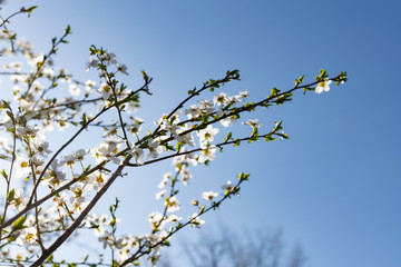 A lot of the delicate white petals on a cherry tree. Spring flowering, preparation for the summer harvest of cherry berries. Against a clear and light blue sky