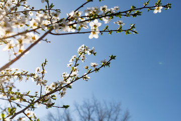 A lot of the delicate white petals on a cherry tree. Spring flowering, preparation for the summer harvest of cherry berries. Against a clear and light blue sky