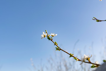 A lot of the delicate white petals on a cherry tree. Spring flowering, preparation for the summer harvest of cherry berries. Against a clear and light blue sky