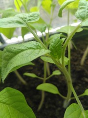 tomato plant in a garden