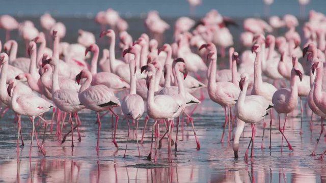 Flamingos feeding in very shallow water. Wallvis Bay, Namibia. Medium Shot