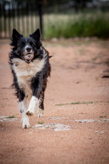 border collie dog