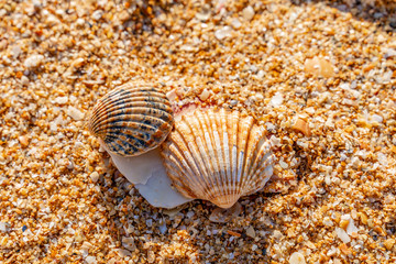 Sea shell on sand beach