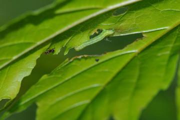 Raupe vom Kleinen Frostspanner ( Operophtera brumata )