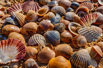 seashells on sand beach