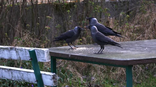 Western Jackdaws (Coloeus monedula) eats food on the table - (4K)