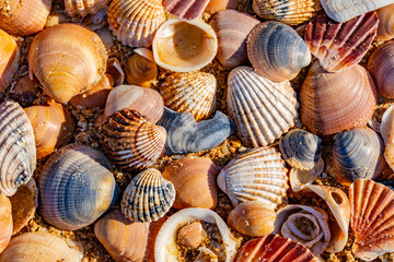 Sea shell on sand	