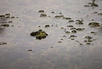 Iberian waterfrog (Pelophylax perezi) in a small mountain lake in the Entzia mountain range, Alava, Basque Country, Spain