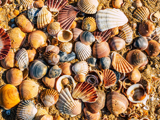 Sea shell on sand
