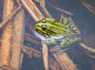 Iberian waterfrog (Pelophylax perezi) in a small mountain lake in the Entzia mountain range, Alava,...