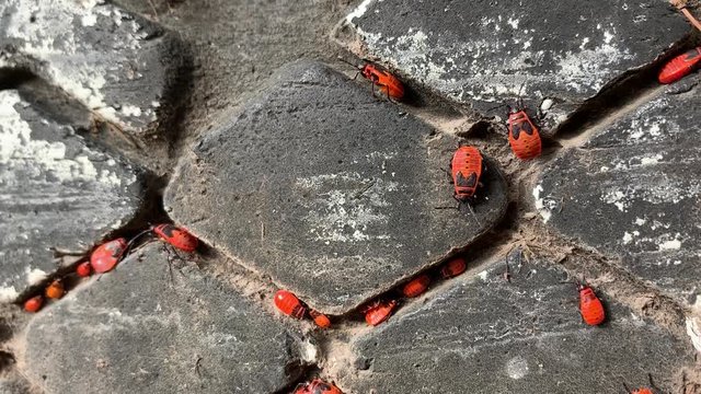 Firebugs settled in the gaps between the treads of the old tire (Pyrrhocoris apterus)