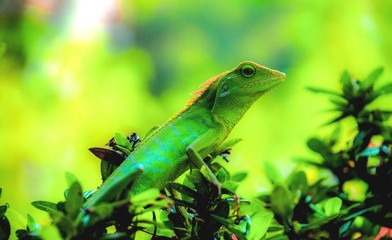 Chameleon is a special designation for various types of lizards / bengkarung who have the ability to change the color of their skin.