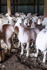 Obraz premium Sheared sheeps in a barn