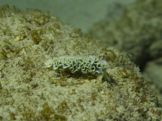 Salatschnecke