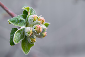 Early bloom buds on the edge of an apple tree branch on a grey background macro