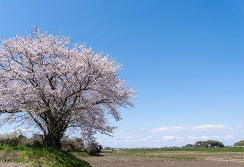 Naklejka premium 桜咲く