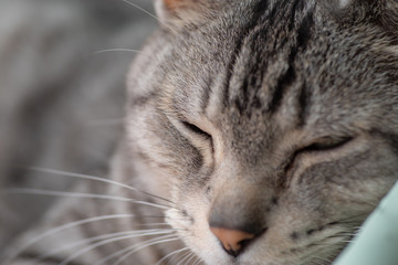 くつろぐ猫