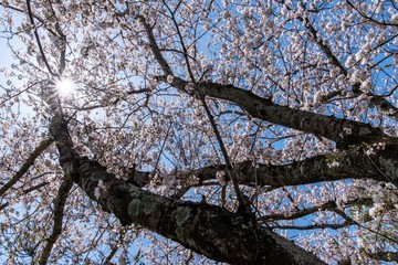 桜の木　ローアングル