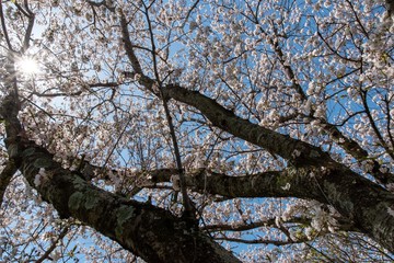桜の木　ローアングル