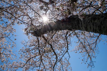 桜の木　ローアングル