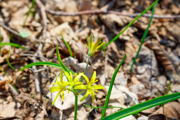Yellow forest flower goose bow