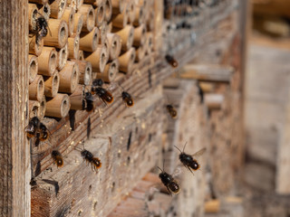 Mason bees at an insect hotel in spring