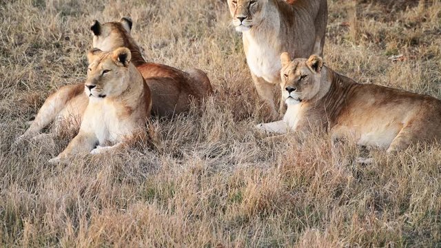 Lions Pride in African Savanna in morning