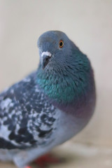 Close up head shot of beautiful pigeon bird, Pigeon close up on blue background