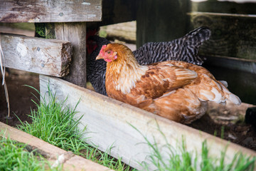 Red free range chicken