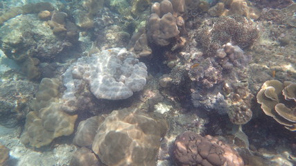 underwater footage on phi phi islands