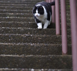 階段と猫
