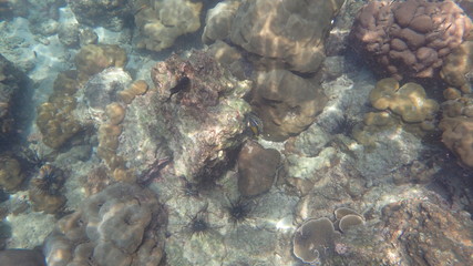 underwater footage on phi phi islands