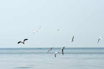 Fototapeta na wymiar Seagulls flying in blue sky