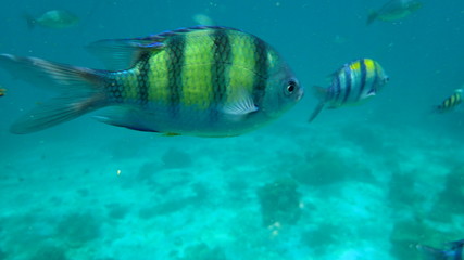 underwater footage on phi phi islands