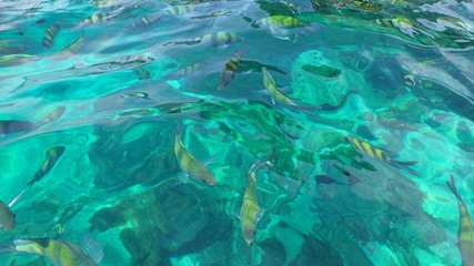 Naklejka na ściany i meble underwater footage on phi phi islands