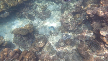 underwater footage on phi phi islands