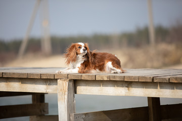 Small cute spaniel dog is lying on the beach