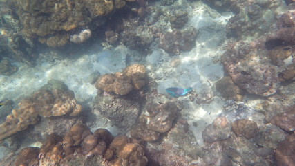 underwater footage on phi phi islands