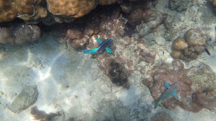 underwater footage on phi phi islands