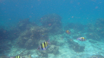 Naklejka na ściany i meble underwater footage on phi phi islands