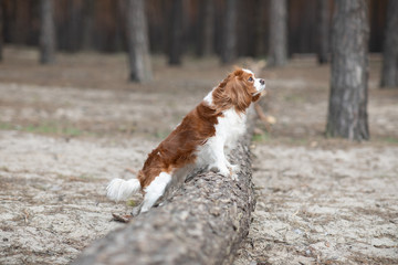 Small cute spaniel dog is standing near a tree in the forest