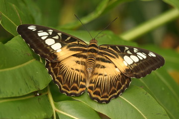 Schmetterling